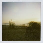 Image of Ursine Vulpine: 'Fenrir' EP