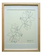 Image of Linden Print - Framed