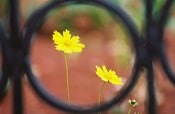 Image of yellow::encircled