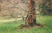 Image of tree of kernow