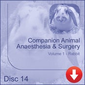 Image of Companion Animal Anaesthesia & Surgery - Rabbit