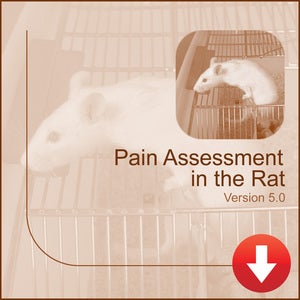 Image of Pain Assessment in the Rat