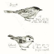 Image of Bird Watching Print - Dunnock & Goldcrest 