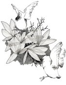 Image of "Amblis Böös"