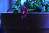 Image of Purple