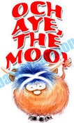 Image of Highland Coo 1
