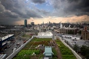 Image of Urban Farmer for a Day (priceless)