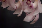 Image of le ballet gracieux