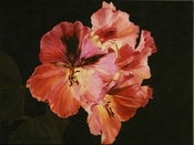 Image of Geranium Mixed