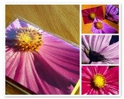 Image of Mamas Bee Garden Notecard Set