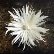 Image of Gwen - Feather Spider Flower in Black, White, or Ivory