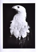 Image of Untitled Print by Raif Adelberg (Eagle)