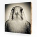Image of Zaire, Lanner Falcon #1