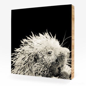 Image of Nilda, Prehensile Tailed Porcupine #1