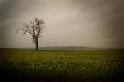 Image of The tree