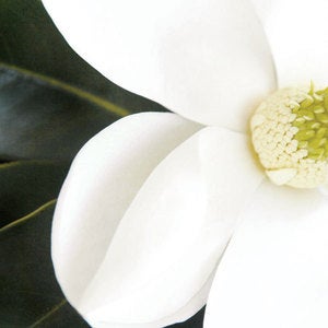 Image of Magnolia Flower 1