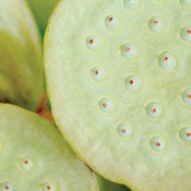 Image of Lotus Pod
