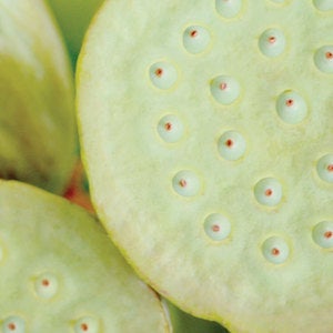 Image of Lotus Pod