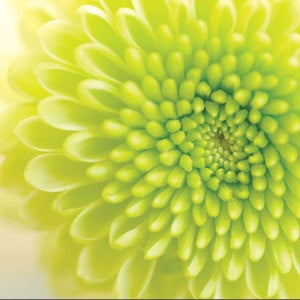 Image of Chrysanthemum