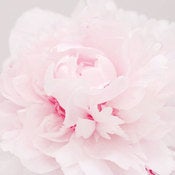 Image of Peony Rose 1
