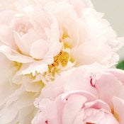 Image of Peony Rose 2