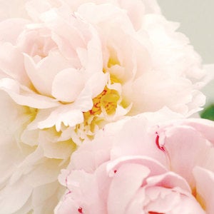 Image of Peony Rose 2