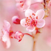 Image of Pink Blossom 1