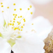 Image of White Blossom