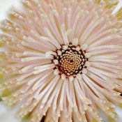 Image of Banksia
