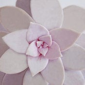 Image of Succulent 1