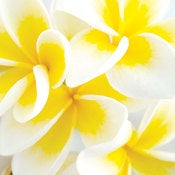 Image of Frangipani