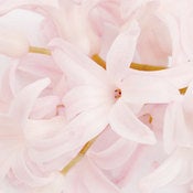 Image of Hyacinth 1