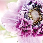 Image of Anemone