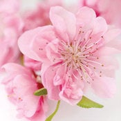 Image of Pink Blossom 2