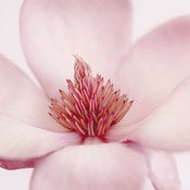 Image of Magnolia Flower 2