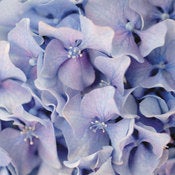 Image of Hydrangea 2