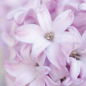 Image of Hyacinth 2