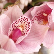 Image of Cymbidium Orchid 2