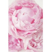 Image of Peony Roses