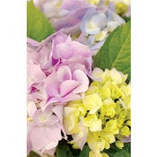 Image of Hydrangea Flowers 2