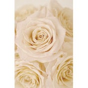 Image of Cream Roses