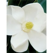Image of Magnolia 