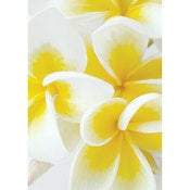 Image of Frangipani Flowers
