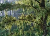 Image of Photograph, 'Moss' 2010; "SAN SIMEON" Series