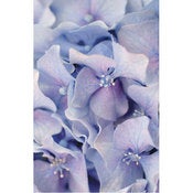 Image of Hydrangea Flowers 1 