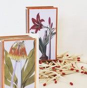 Image of Amaryllis Matchbox Red or Orange