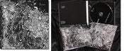 Image of TREES. FREED OF THIS FLESH CD (CRUCIAL BLAST)