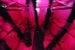 Image of Easteric - "Hell Is Pink" (photo)