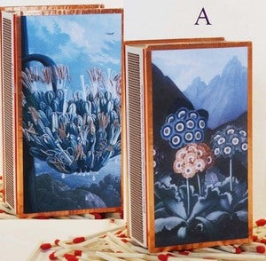 Image of Thornton Botanical Matchboxes A~D
