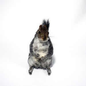 Image of squirrel - SOLD 
